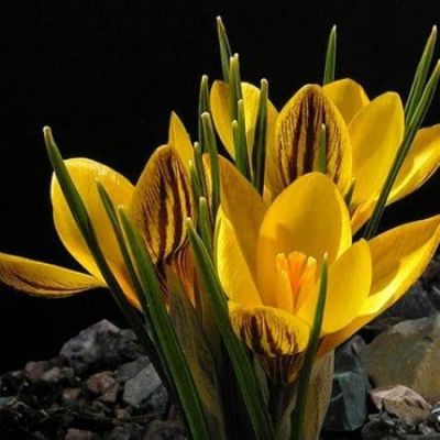 Крокус Гипси Герл фото