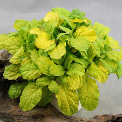 Живучка ползучая "Голд Чанг" Живучка ползучая "Голд Чанг" фото