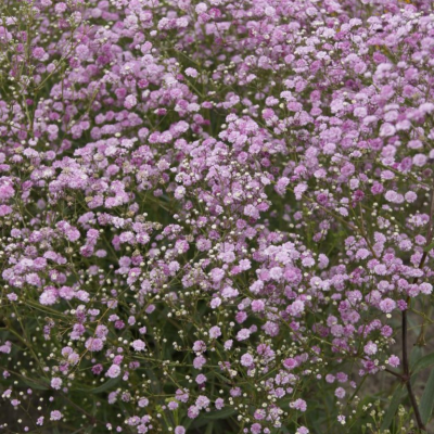 Гипсофила Пинк Фестивал Гипсофила Пинк Фестивал - Dolina-Sad.Ru