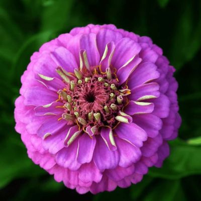 Цинния георгиноцветковая Фиолетовая королева Цинния георгиноцветковая Фиолетовая королева фото