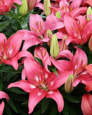 Лилия Тренди Дакота Лилия Тренди Дакота - Dolina-Sad.Ru