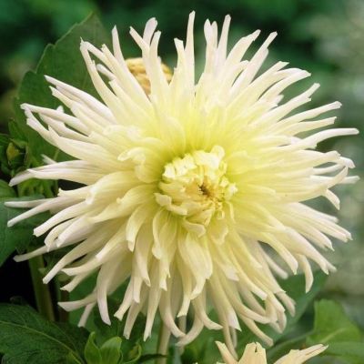 Георгина Уайт Стар Георгина Уайт Стар фото