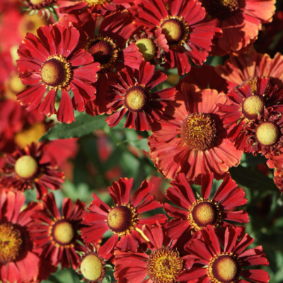 Гелениум осенний Хелена Ред Шэйдз фото