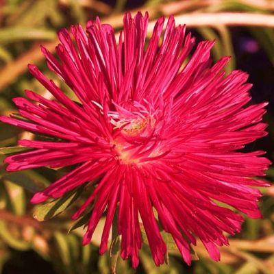 Астра Гигантские лучи Красная Астра Гигантские лучи Красная фото