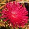 Астра Гигантские лучи Красная Астра Гигантские лучи Красная фото