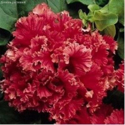 Петуния Валентайн F1 махровая крупноцветковая гранул. Петуния Валентайн F1 махровая крупноцветковая гранул. фото