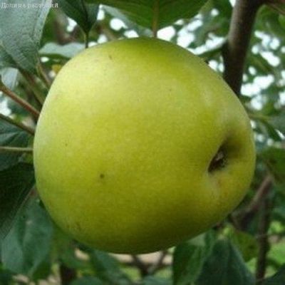 Яблоня Коштеля/Зимняя Яблоня Коштеля/Зимняя фото