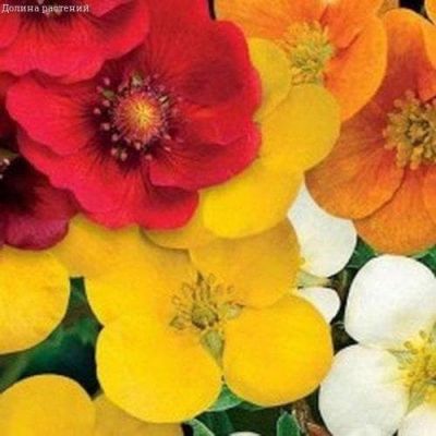 Лапчатка Летний мотив, смесь Лапчатка Летний мотив, смесь фото