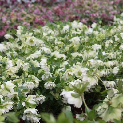 Морозник Дубль Хубридс Вайт Промис - Dolina-Sad.Ru