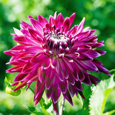 Георгина Ванкувер (Гиганты) Георгина Ванкувер (Гиганты) фото