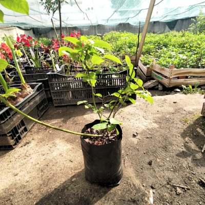 Голубика Река (Высокорослая) Голубика Река (Высокорослая) фото