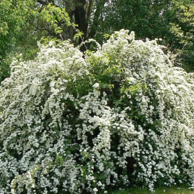 Спирея Вангутта, С3 - Dolina-Sad.Ru