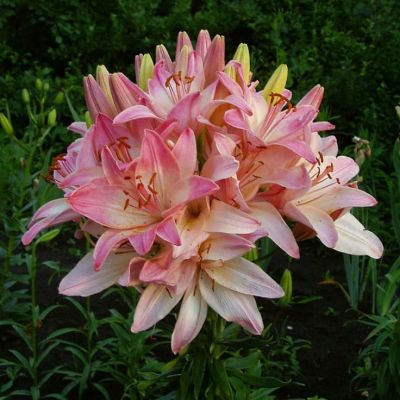 Лилия Марлене (в горшке) Лилия Марлене (в горшке) фото