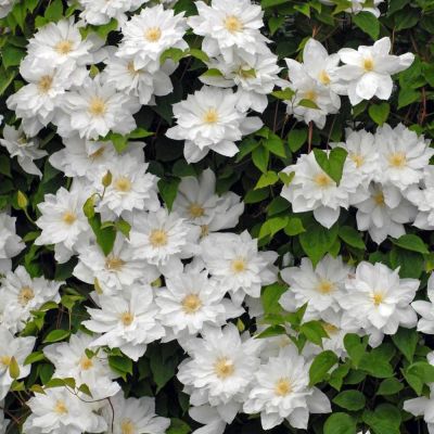 Клематис Халина Нолл Клематис Халина Нолл фото