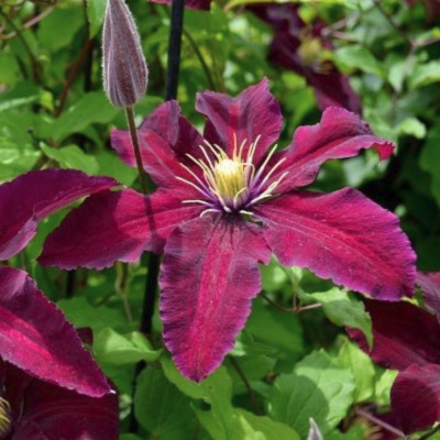 Клематис Стасик Клематис Стасик фото