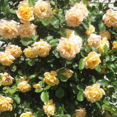 Роза Мишка Роза Мишка - Dolina-Sad.Ru