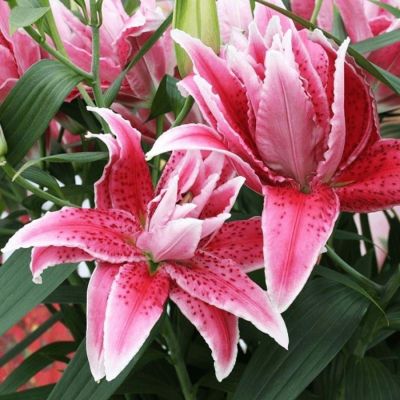 Лилия Роузлили Талисса - Dolina-Sad.Ru