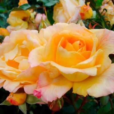 Роза Мишка Роза Мишка - Dolina-Sad.Ru