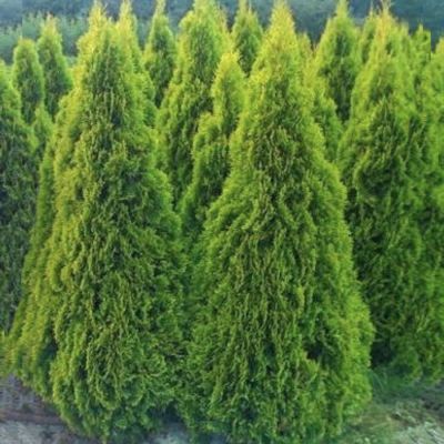 Туя западная Смарагд Лайт Туя западная Смарагд Лайт - Dolina-Sad.Ru