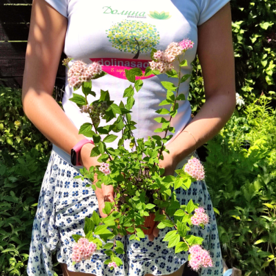 Спирея японская Литл Принцесс Спирея японская Литл Принцесс - Dolina-Sad.Ru