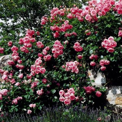 Роза Лавиния - Dolina-Sad.Ru