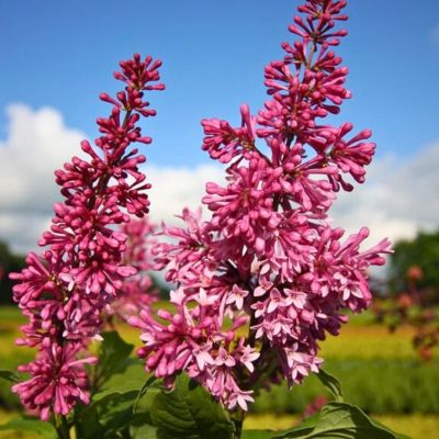 Сирень Редвайн Сирень Редвайн - Dolina-Sad.Ru