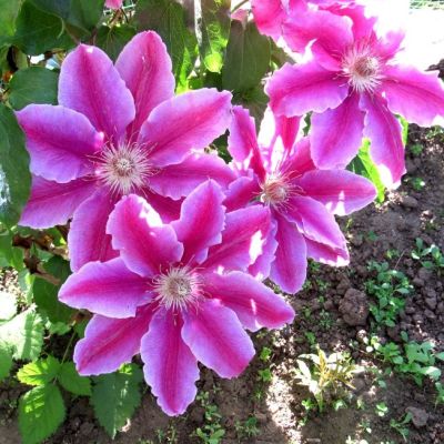 Клематис Розамунда Клематис Розамунда - Dolina-Sad.Ru