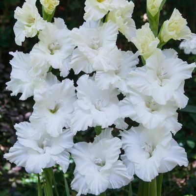 Гладиолус Сноу Фриззл Гладиолус Сноу Фриззл фото