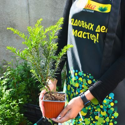 Тис средний Грин Маунтин Тис средний Грин Маунтин - Dolina-Sad.Ru