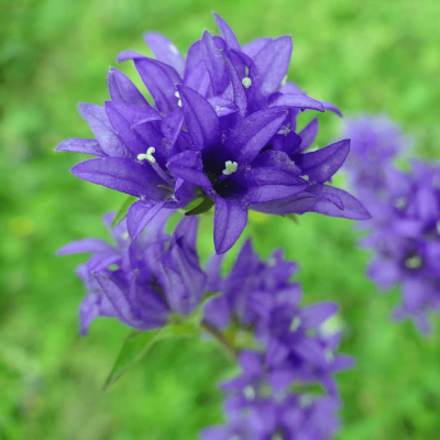 Колокольчик гломерата Генти Блю , С1,5 фото