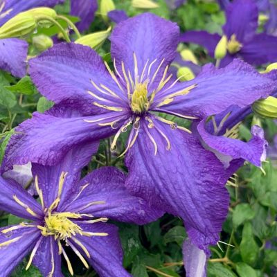 Клематис Рапсодия Клематис Рапсодия фото