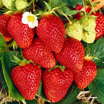 Клубника Корона/Ремонтантная Клубника Корона/Ремонтантная фото