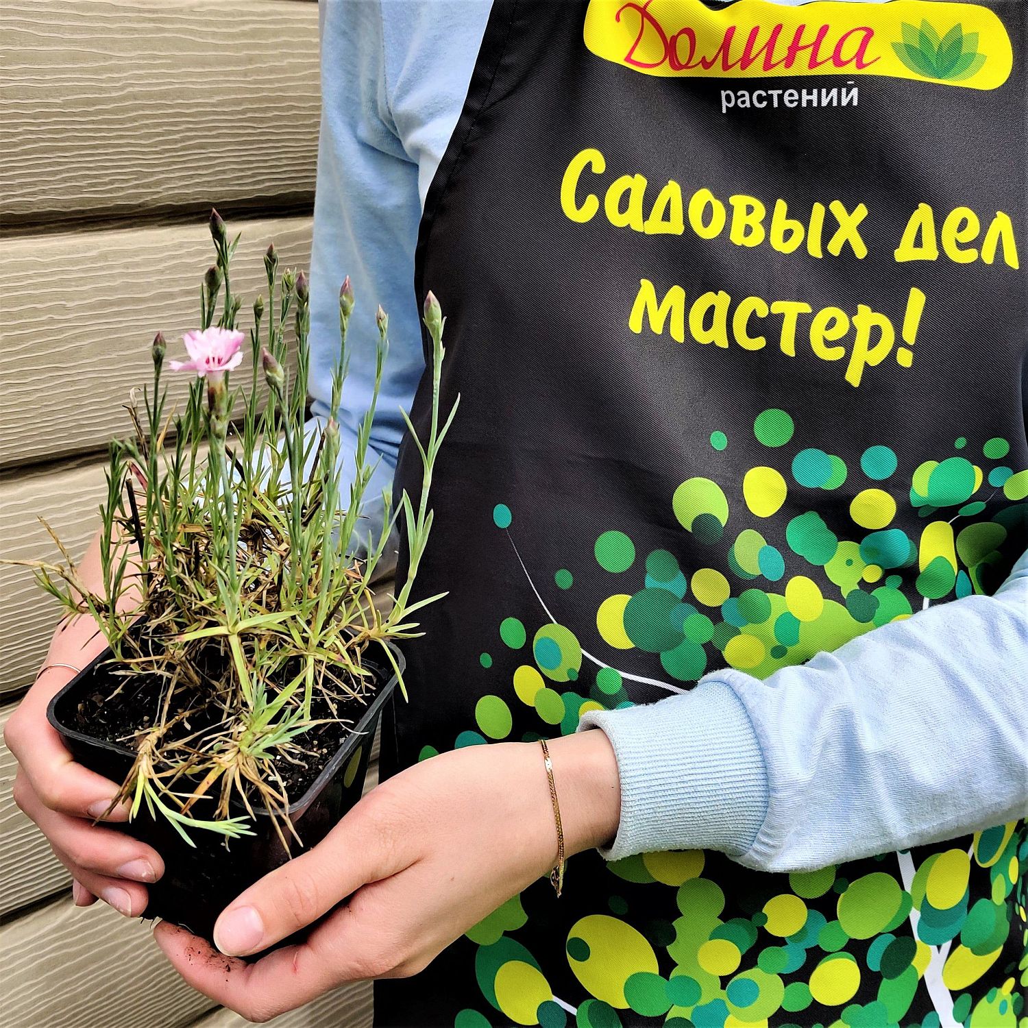 Гвоздика перистая "Дикси Ред Роуз Биколор" Гвоздика перистая "Дикси Ред Роуз Биколор" фото