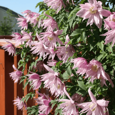 Клематис Маркхамс Пинк Клематис Маркхамс Пинк фото