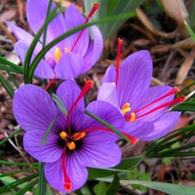 Крокус Сативус фото