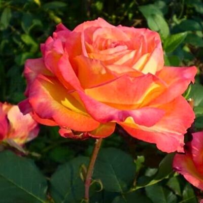 Роза Утопия Роза Утопия - Dolina-Sad.Ru