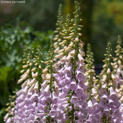 Наперстянка пурпурная Виртуоза Лавендер - Dolina-Sad.Ru