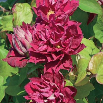 Клематис Рэд Стар Клематис Рэд Стар фото