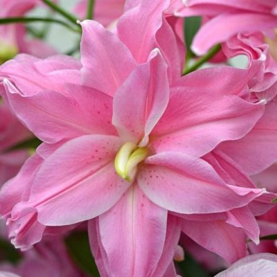 Лилия Лотус Дрим Лилия Лотус Дрим - Dolina-Sad.Ru