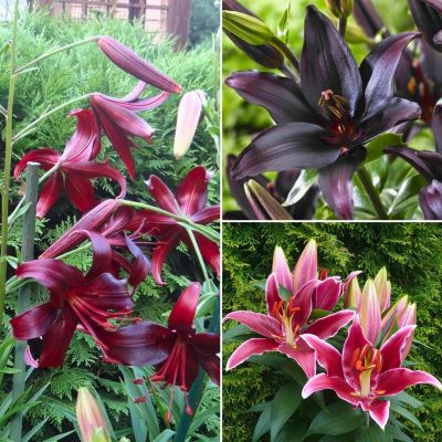 Микс лилий Летняя Ночь Микс лилий Летняя Ночь - Dolina-Sad.Ru