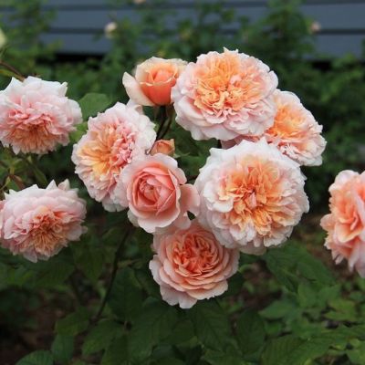 Роза Принцесс Шарм Роза Принцесс Шарм - Dolina-Sad.Ru