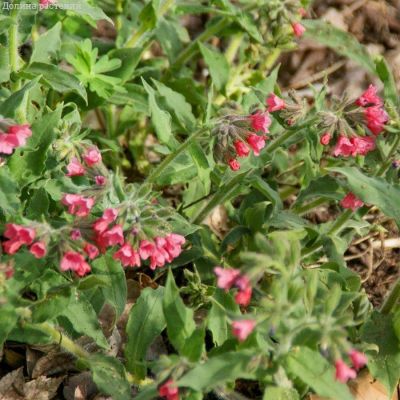 Медуница красная Редстарт - Dolina-Sad.Ru