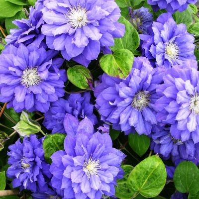 Клематис Kири Те Канава Клематис Kири Те Канава фото