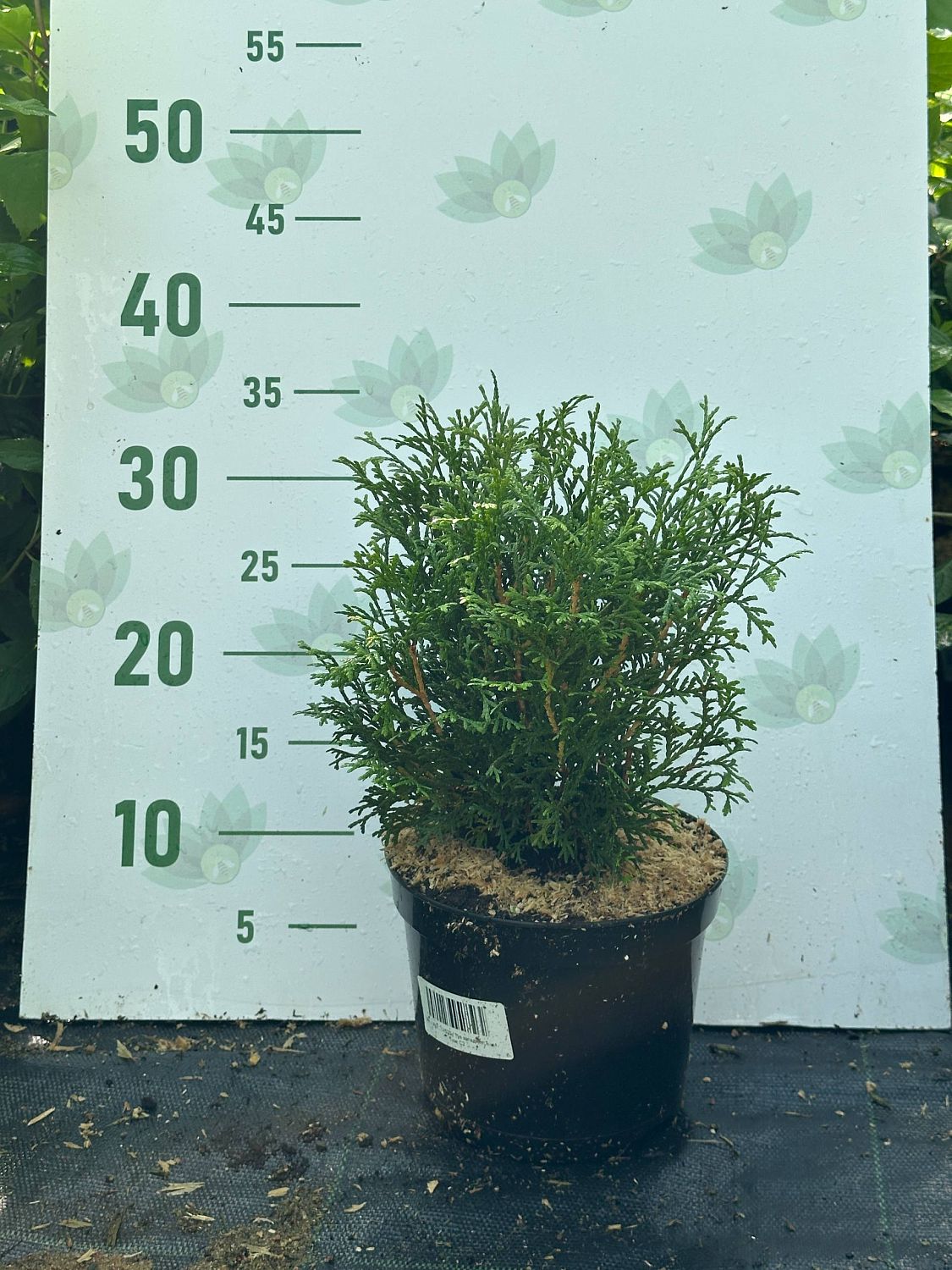 Туя западная Tини Тим, С2 Туя западная Tини Тим, С2 - Dolina-Sad.Ru