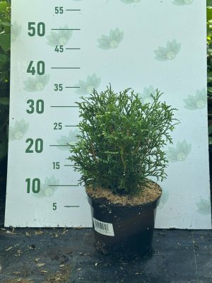 Туя западная Tини Тим, С2 Туя западная Tини Тим, С2 - Dolina-Sad.Ru