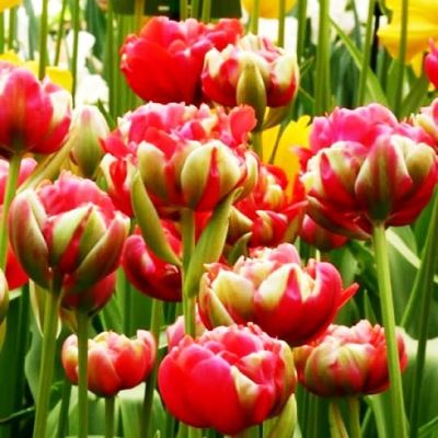 Тюльпан Реноун Юник фото