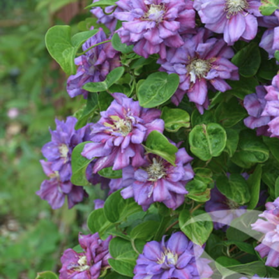 Клематис Королева Бона Клематис Королева Бона - Dolina-Sad.Ru