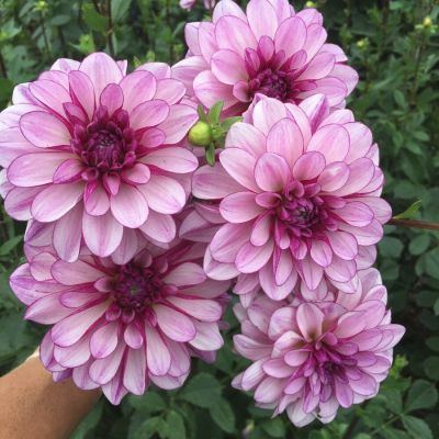 Георгина Седакшн Георгина Седакшн - Dolina-Sad.Ru