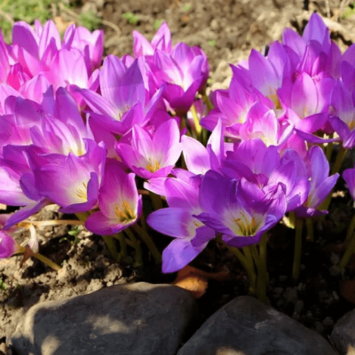 Безвременник Пурпуреум фото