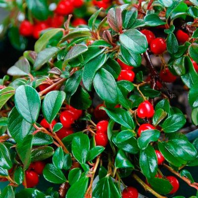 Кизильник Даммера Майор Кизильник Даммера Майор - Dolina-Sad.Ru